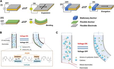 Exploring stimuli-responsive elastin-like polypeptide for biomedicine and beyond: potential application as programmable soft actuators